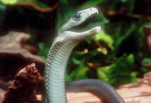 Fotografía de una mamba negra