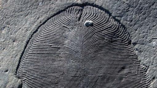 La misteriosa Dickinsonia