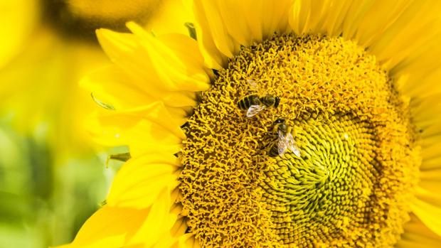 Los investigadores han descubierto que las abejas pueden hacer matemáticas básicas