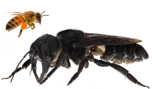 La comparación de una abeja común con una gigante de Wallace