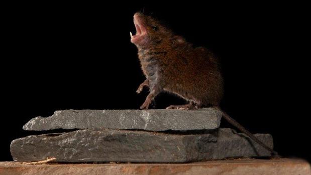 Un ratón cantor de las selvas tropicales de Costa Rica