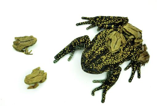 Gastrotheca helenae