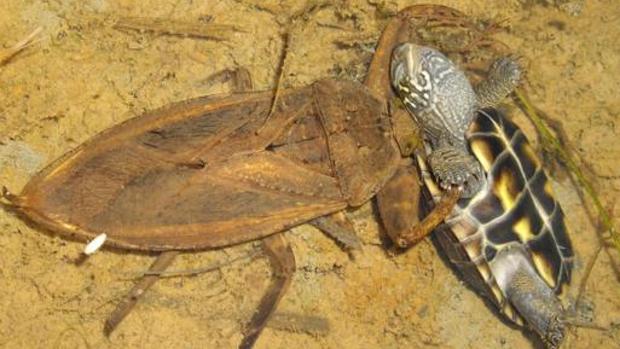 Las chinches acuáticas gigantes se reparten por las zonas tropicales de todo el mundo