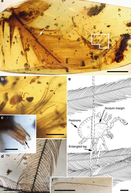 Figura 2. (a) Una garrapata Cornupalpatum burmanicum anclada en una pluma. Barra de escala, 5 mm. (b) Detalle de una ninfa de garrapata en vista dorsal anclada en las barbas de la pluma (a). Barra de escala, 1 mm. (c) Detalle del capítulo succionador de la garrapata mostrando palpos e hipostoma con dientes (flecha). Barra de escala, 0,1 mm. (d) Detalle de una barba. Barra de escala, 0,2 mm. (e) Dibujo de una garrapata en vista dorsal indicando el punto de anclaje. Barra de escala, 0,2 mm. (f) Bárbula de la pluma separada mostrando ganchos en uno de sus lados (la flecha de (a) indica su localización, pero en la cara opuesta de la pieza de ámbar). Barra de escala, 0,2 mm.
