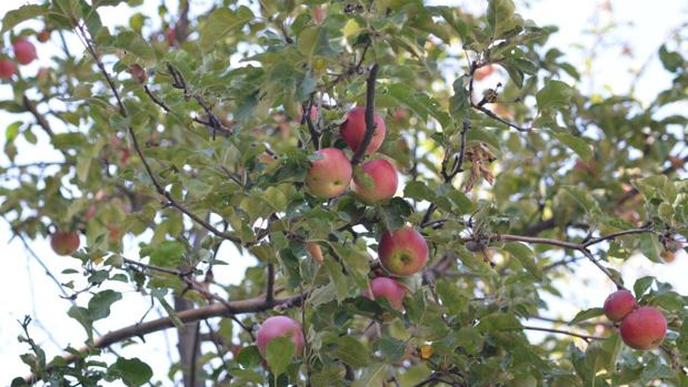 Las manzanas silvestres en las montañas Tien Shan representan la principal población ancestral de la manzana moderna. Estos árboles fueron los antepasados de los que la gente comenzó a cultivar y difundir a lo largo de la Ruta de la Seda