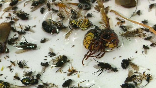 insectos resultantes de una de la trampas de la Asociación de Aficionados a la Entomología de Krefeld