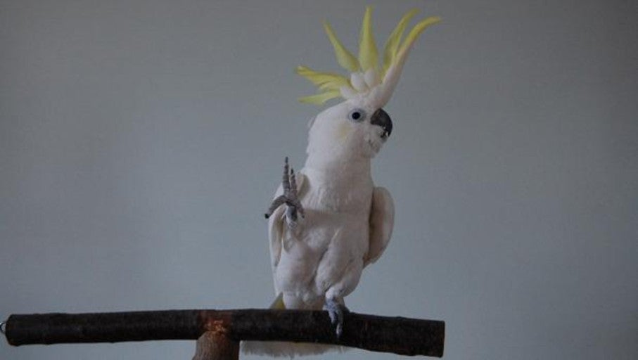 El Asombroso Baile Inedito De La Cacatua Snowball