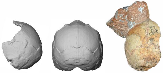 El cráneo parcial Apidima 1 (derecha) y su reconstrucción desde la vista posterior (centro) y lateral (izquierda)