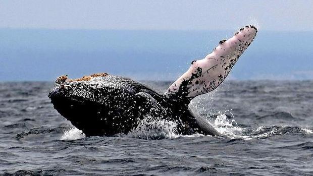 Imagen de una ballena jorobada