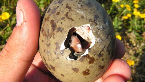 Un pollo de gaviota patiamarilla a punt de salir del cascarón