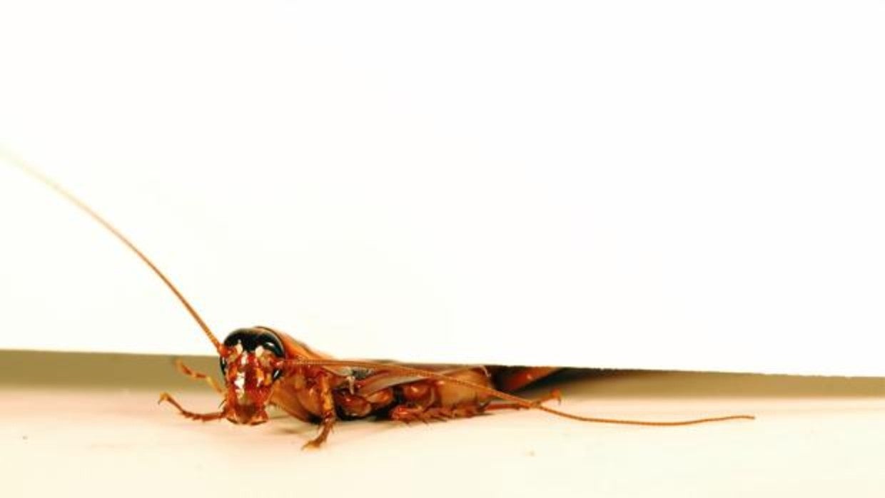 Crean un robot-cucaracha que sigue funcionando aunque lo aplastes