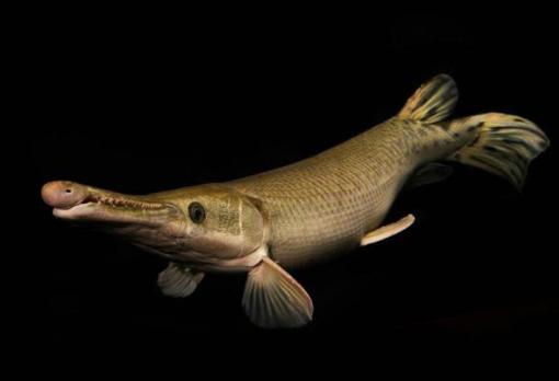 Fotografía de un catán («espátula de Atractosteus»), un pez de hasta 130 kg de peso