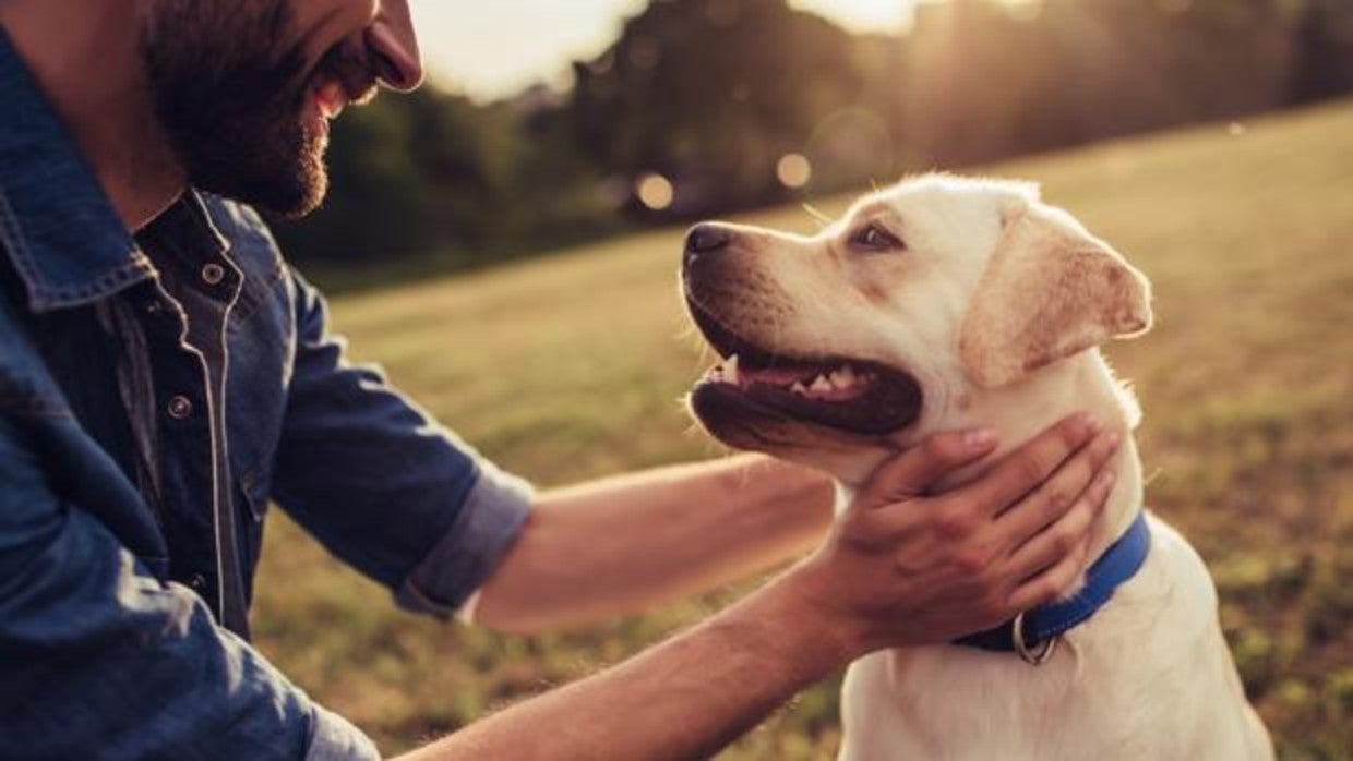 Queríamos perros dóciles y les hemos cambiado el cerebro