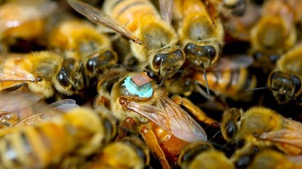 Resultado de imagen para abejas sexo vuelo