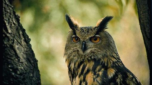 The "larks" are more active during the day, while the "owls" experience peak activity in the afternoon or evening