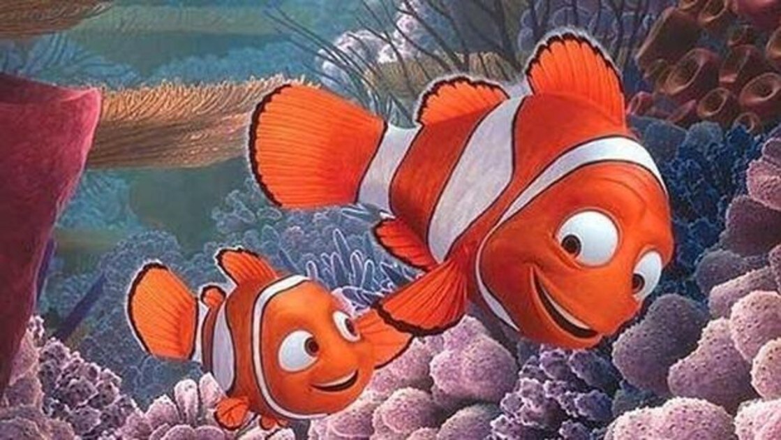 La Incestuosa Historia Real Detras Del Pez Payaso De Buscando A Nemo