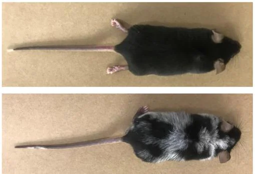 Imagen comparando un ratón que sufrió estrés (abajo) y otro que no