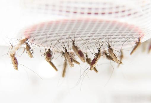 Mosquitos de la malaria alimentándose de sangre caliente de vaca a través de una placa situada en el techo de una jaula