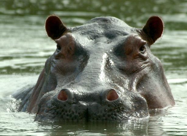 Los hipopótamos de Pablo Escobar recuperan un mundo perdido