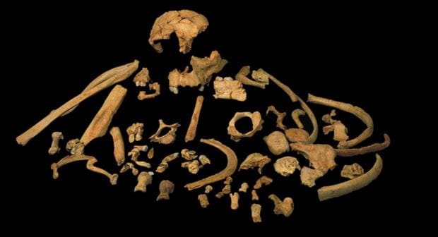 Restos fósiles del Homo antecessor