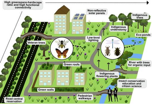 Propuesta para fomentar la conservación de los insectos en las ciudades