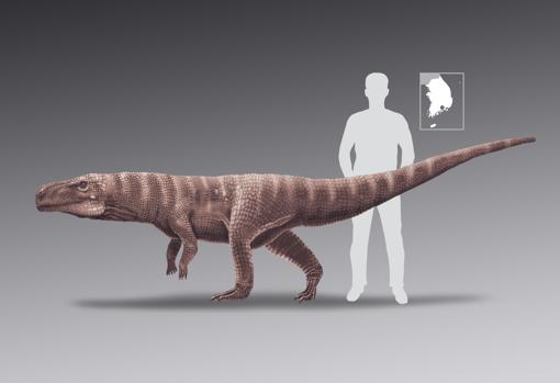 Tamaño del cocodrilo comparado con el de un humano adulto