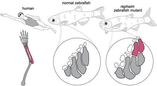 La imagen muestra cómo el pez cebra mutante transforma sus extremidades