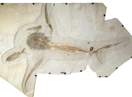 Fósil del tiburón Aquilolamna milarcae encontrado en la piedra caliza de Vallecillo (México)
