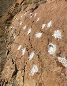 Sección de la pista de 58 millones de años que muestra huellas hechas por mamíferos de cinco dedos que caminan en paralelo