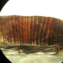 Imagen de microscopio de un fragmento de madera de las capas 'vikingas' en L'Anse aux Méduses