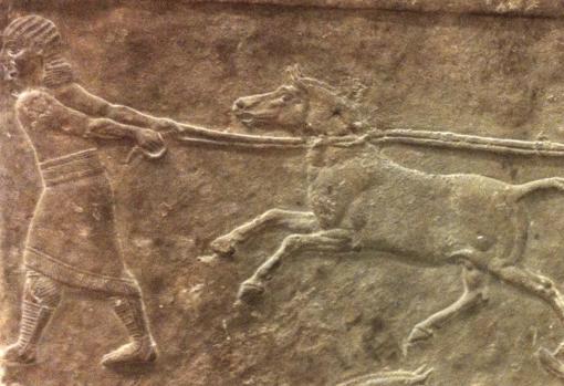 El panel de Ninive, en el Museo Británico de Londres, muestra la captura de un asno salvaje
