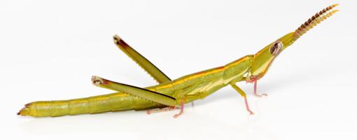 The insect has successfully spread from western to eastern Australia