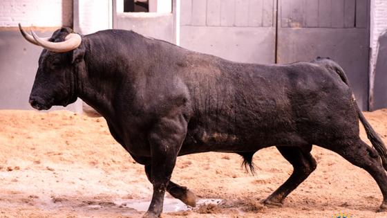 Sexto toro