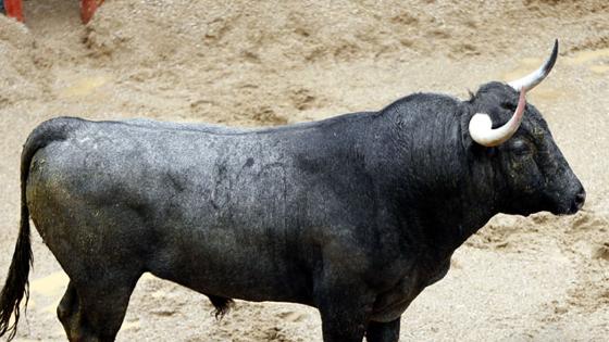 Segundo toro