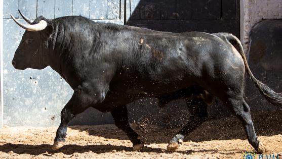 Primer toro