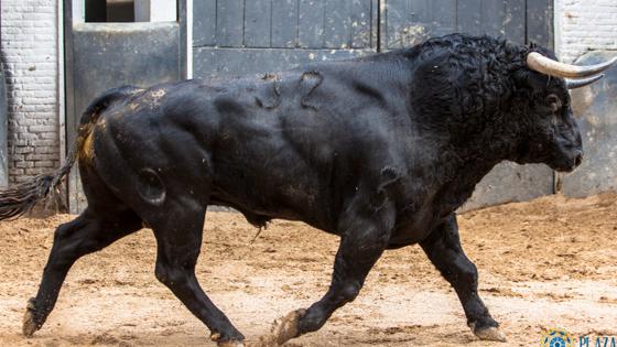 Sexto toro