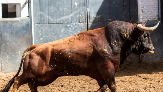 Primer toro