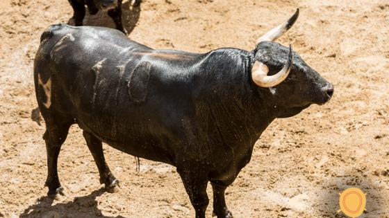 Cuarto toro