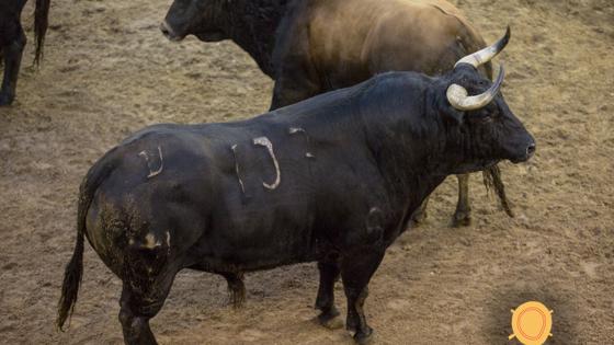 Cuarto toro