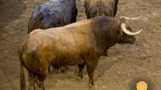 Primer toro