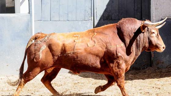 Quinto toro, del Tajo
