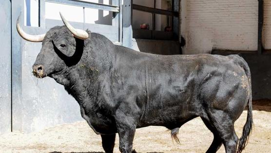 Sexto toro, del Tajo