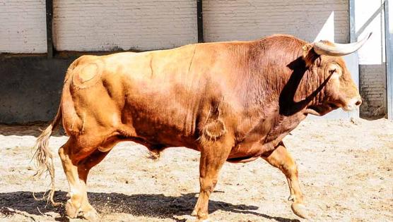 Primer toro