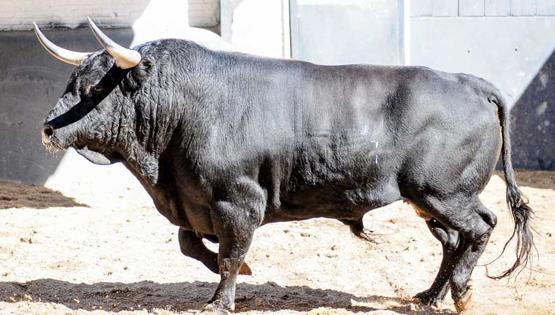 Tercer toro