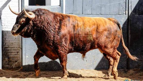 Sexto toro