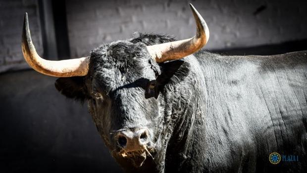 Toro de Zalduendo para esta tarde