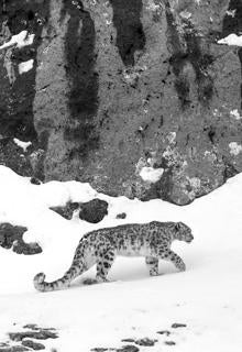 Leopardo de las nieves «cazado» por Vincent Munier