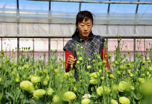 Yukari Shimizu takes care of her flowers