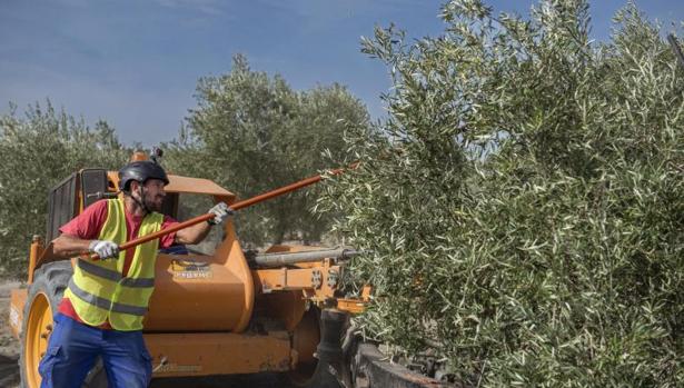 Recogida de aceitunas en Jaén
