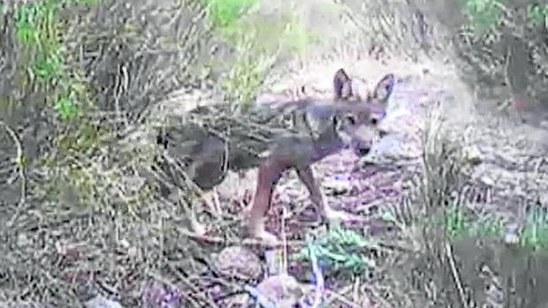 Captura de uno de los ocho nuevos lobatos en la sierra